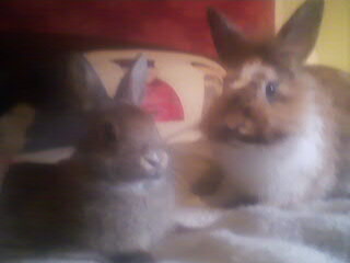 Joey und Moe