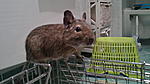 1es von meinen 3 degus <3