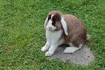 Unsere Kaninchen
